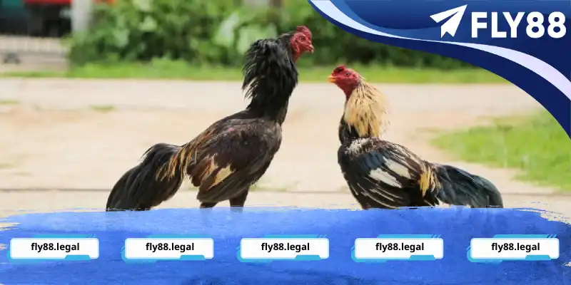 Đá gà cựa trọn độc lạ, mới mẻ đối với nhiều tân binh Đá gà cựa trọn độc lạ, mới mẻ đối với nhiều tân binh