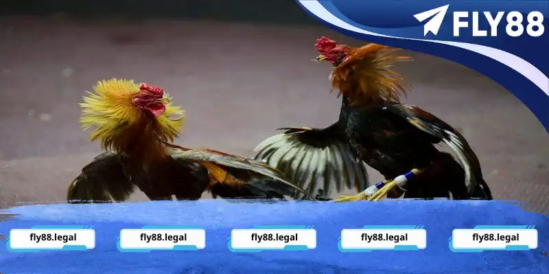 Giống gà tre tham gia thi đấu Giống gà tre tham gia thi đấu